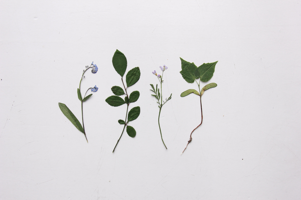 pressed flowers
