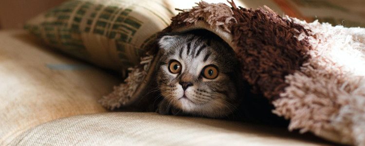 How to Keep Your Pet Happy When You’re at Work